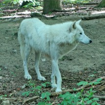 White Arctic Wolf ...